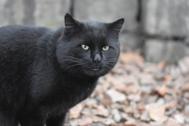 Evsiz siyah kedi portresi