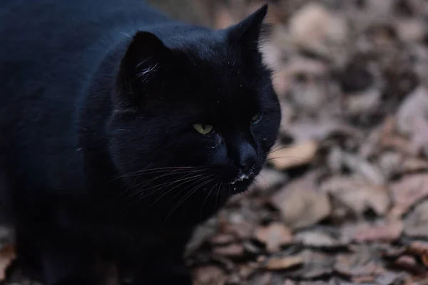 Homeless Black Cat Portrait — Stockfoto