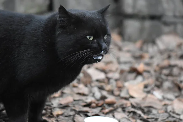 Obdachlose Schwarze Katze Porträt — Stockfoto