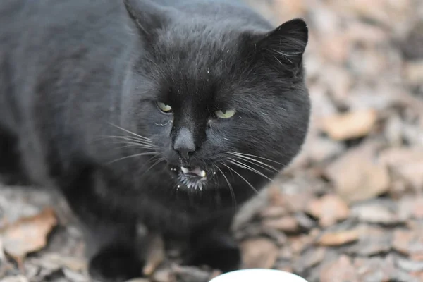 Retrato Gato Negro Sin Hogar — Foto de Stock