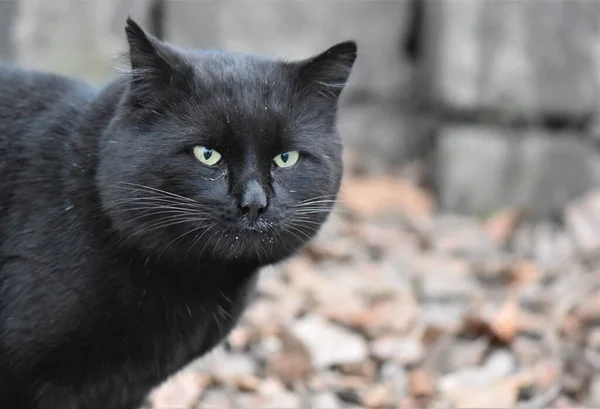 Retrato Gato Negro Sin Hogar —  Fotos de Stock
