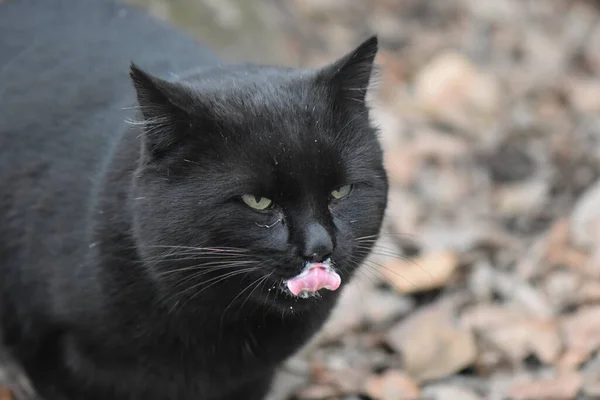 Obdachlose Schwarze Katze Porträt — Stockfoto