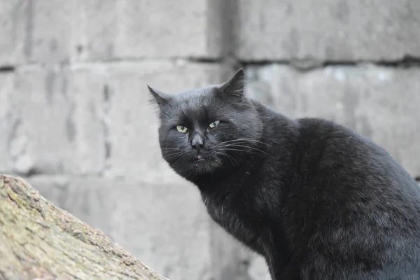 Hemlös Svart Katt Porträtt — Stockfoto