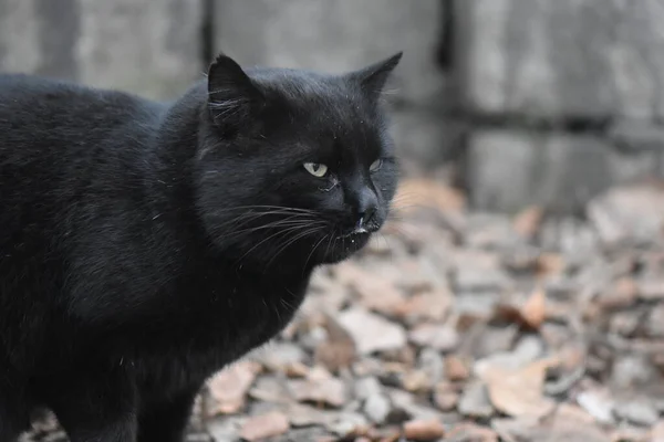 Obdachlose Schwarze Katze Porträt — Stockfoto