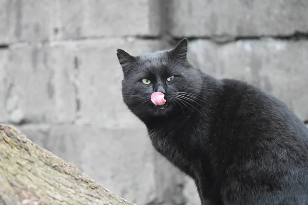 Retrato Gato Negro Sin Hogar — Foto de Stock