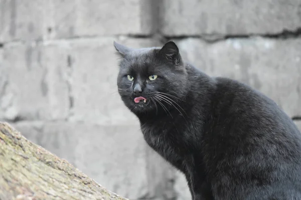 Evsiz Siyah Kedi Portresi — Stok fotoğraf