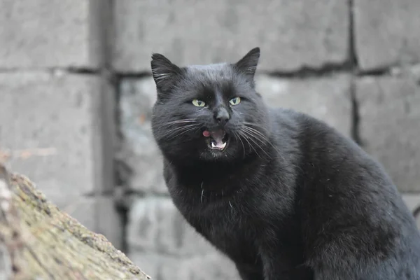 Retrato Gato Preto Sem Teto — Fotografia de Stock