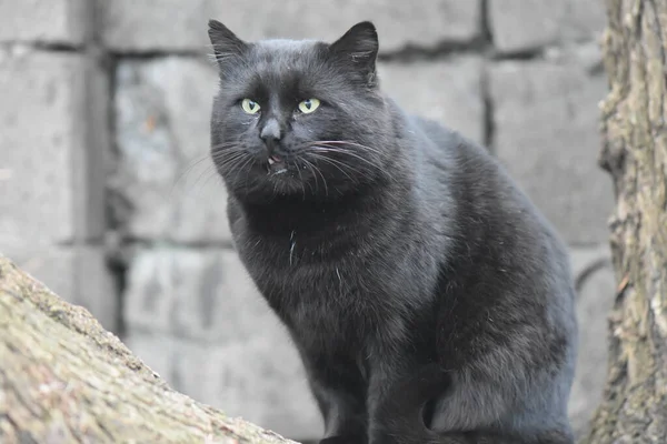 Obdachlose Schwarze Katze Porträt — Stockfoto