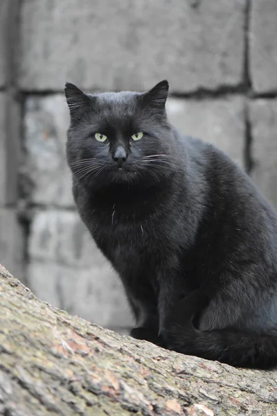 Obdachlose Schwarze Katze Porträt — Stockfoto