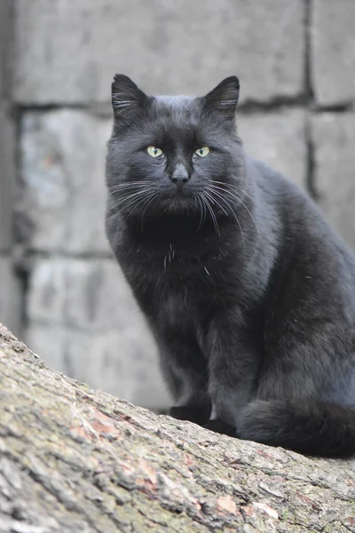 Homeless Black Cat Portrait — Stock Photo, Image