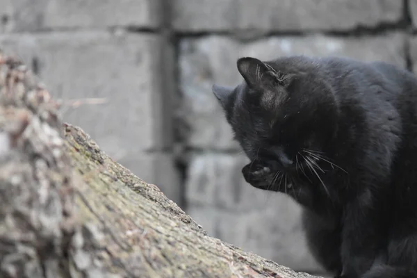 Homeless Black Cat Portrait — ストック写真