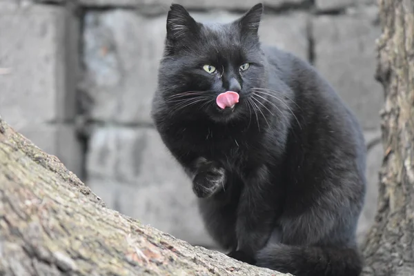 Retrato Gato Preto Sem Teto — Fotografia de Stock