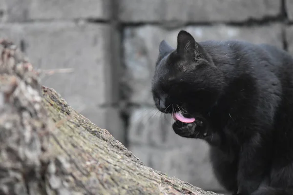 Obdachlose Schwarze Katze Porträt — Stockfoto