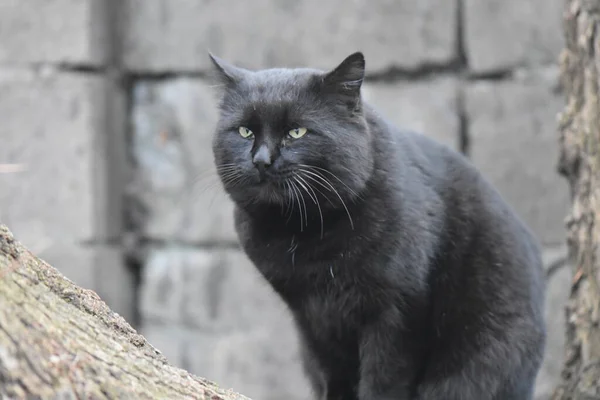 Homeless Black Cat Portrait — Stockfoto