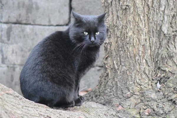 Obdachlose Schwarze Katze Porträt — Stockfoto