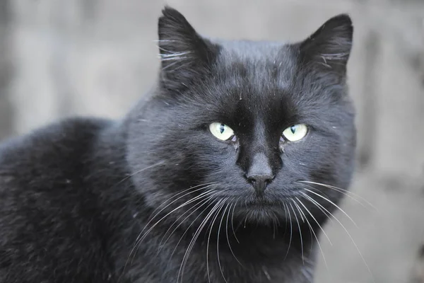 Retrato Gato Negro Sin Hogar — Foto de Stock