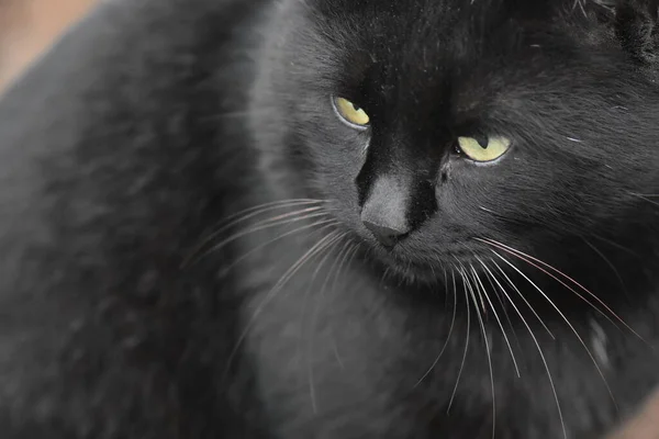 Homeless Black Cat Portrait — ストック写真
