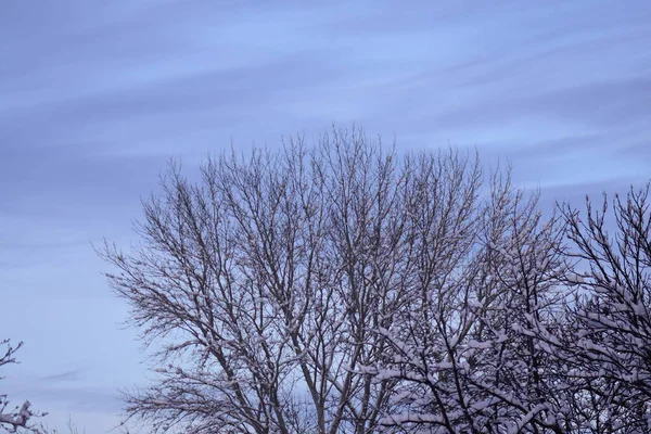 Κλαδιά Δέντρων Ενάντια Στον Γαλάζιο Ουρανό Κάτω Από Χιόνι — Φωτογραφία Αρχείου