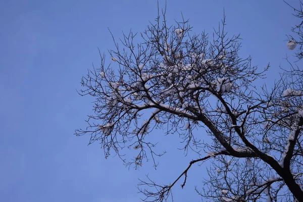 Κλαδιά Δέντρων Ενάντια Στον Γαλάζιο Ουρανό Κάτω Από Χιόνι — Φωτογραφία Αρχείου