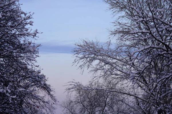 Větve Stromů Proti Modré Obloze Pod Sněhem — Stock fotografie