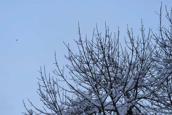 白雪下蓝天衬托着树枝 — 图库照片