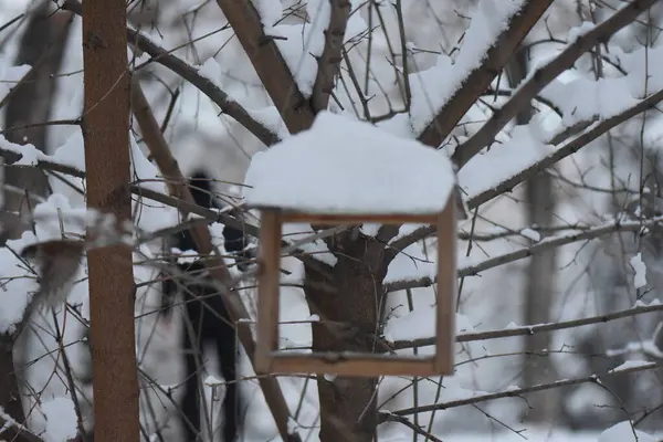 Pták Krmivu Zimě Zamračený Den — Stock fotografie