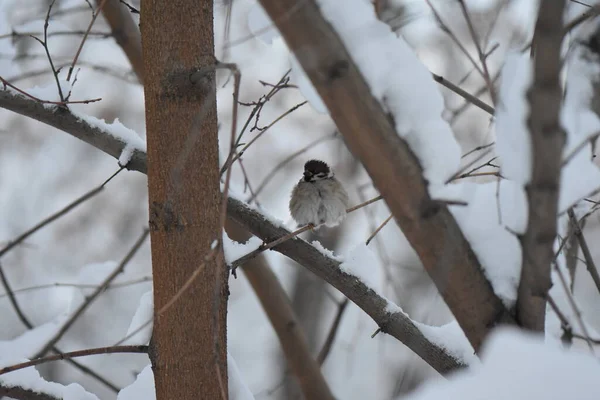 Bird Branch — Stock Photo, Image