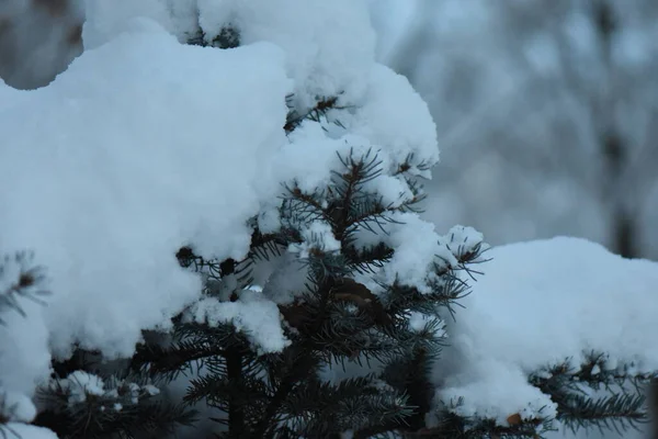 雪下的松树 — 图库照片
