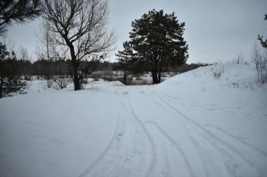 Akşamları karlı orman