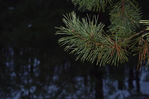 Floresta Nevada Noite — Fotografia de Stock