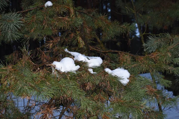 夜晚的雪地森林 — 图库照片