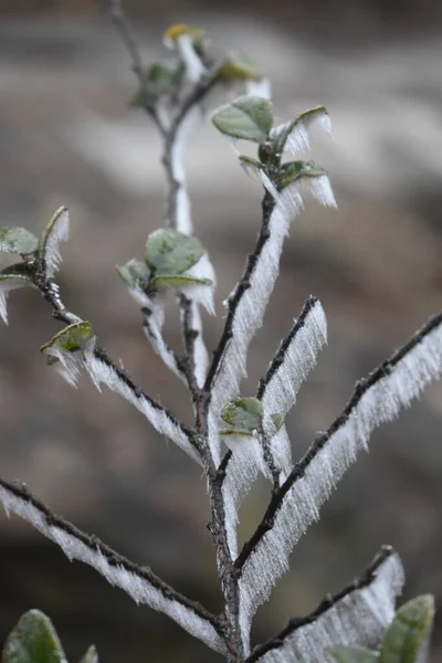 Dağlarda Sis — Stok fotoğraf