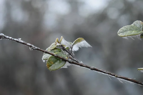 Dimma Bergen — Stockfoto