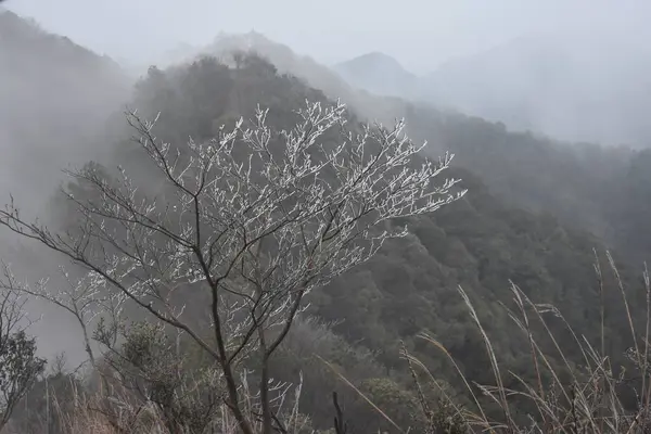 Nebel Den Bergen — Stockfoto