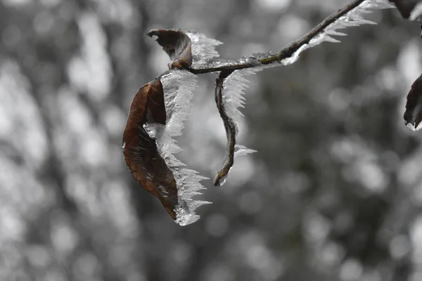 Brouillard Dans Les Montagnes — Photo