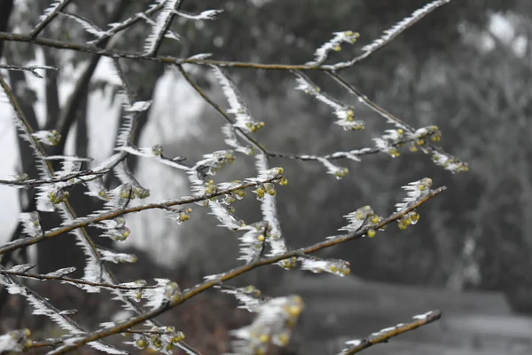 Brouillard Dans Les Montagnes — Photo