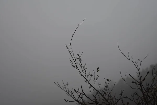 Nebbia Montagna — Foto Stock