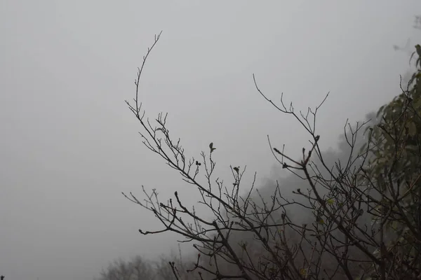 Nebbia Montagna — Foto Stock