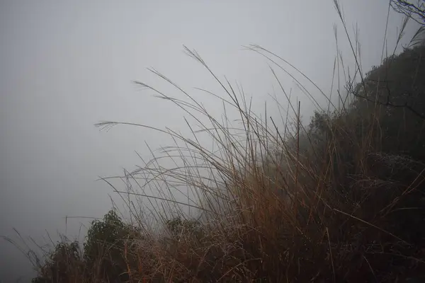 Nebel Den Bergen — Stockfoto