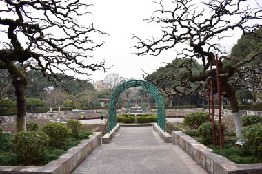 Bahar ormanlarında çiçek açar.