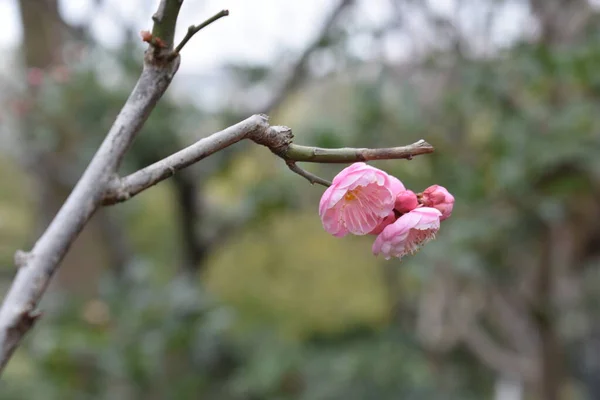 Blüte Frühlingswald — Stockfoto