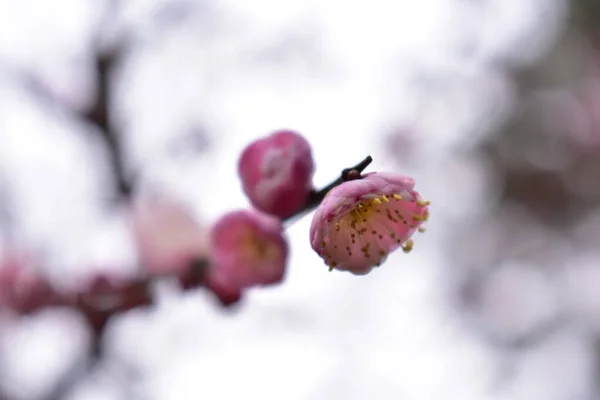 Blüte Frühlingswald — Stockfoto