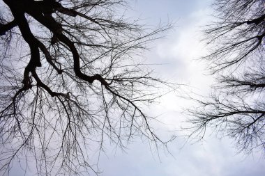 Baharda Şangay Halk Parkı
