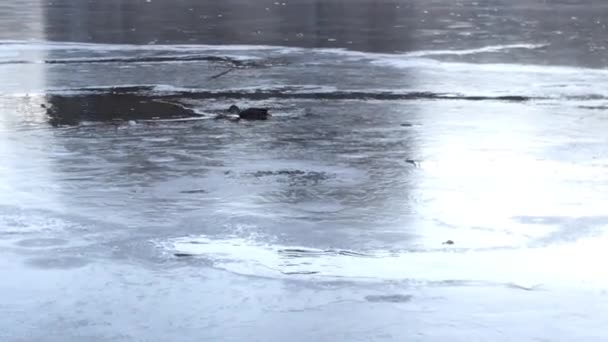 Παγωμένη Λίμνη Στην Ουκρανία Μαρτίου 2022 — Αρχείο Βίντεο
