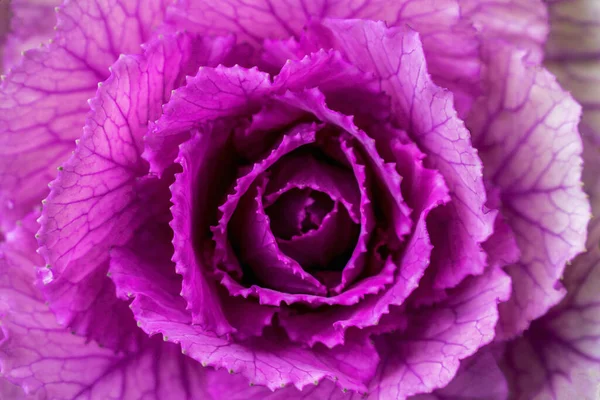 Ροζ Λάχανο Από Κοντά — Φωτογραφία Αρχείου
