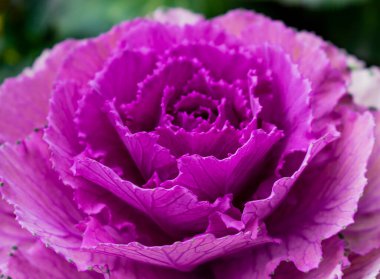 Pembe lahanayı kapat.