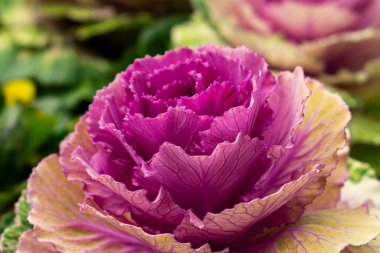 Pembe lahanayı kapat.