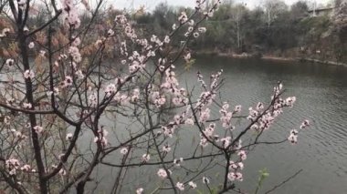 Kayısı ağacında bahar çiçek açar.