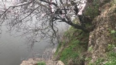 Kayısı ağacında bahar çiçek açar.