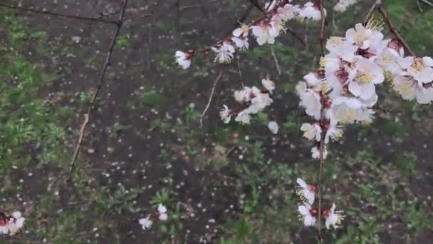 Frühling See Aprikosenblüte — Stockvideo